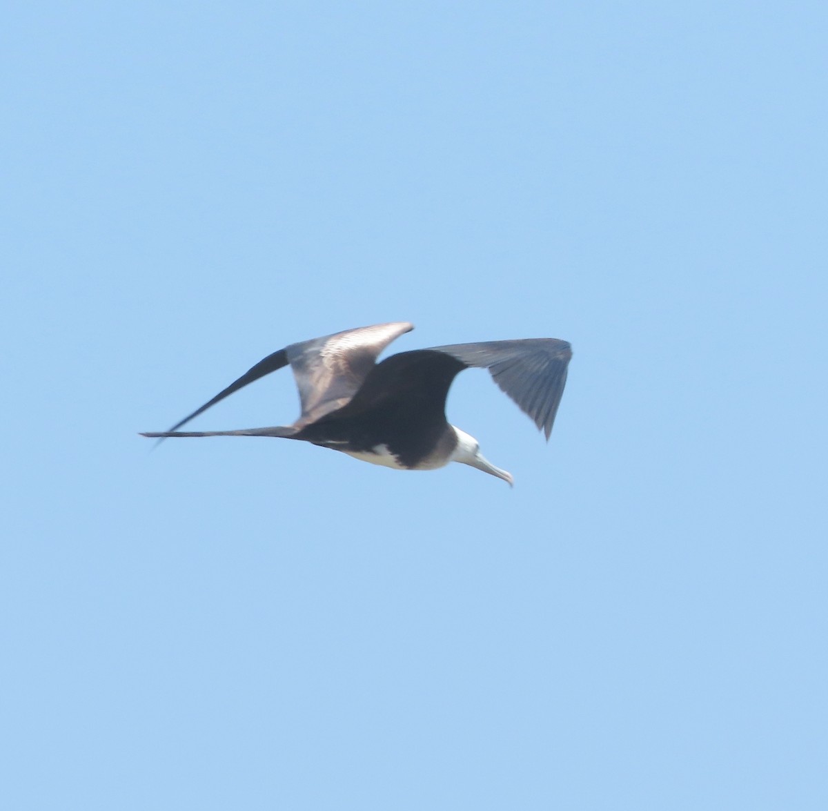 Magnificent Frigatebird - ML638553344