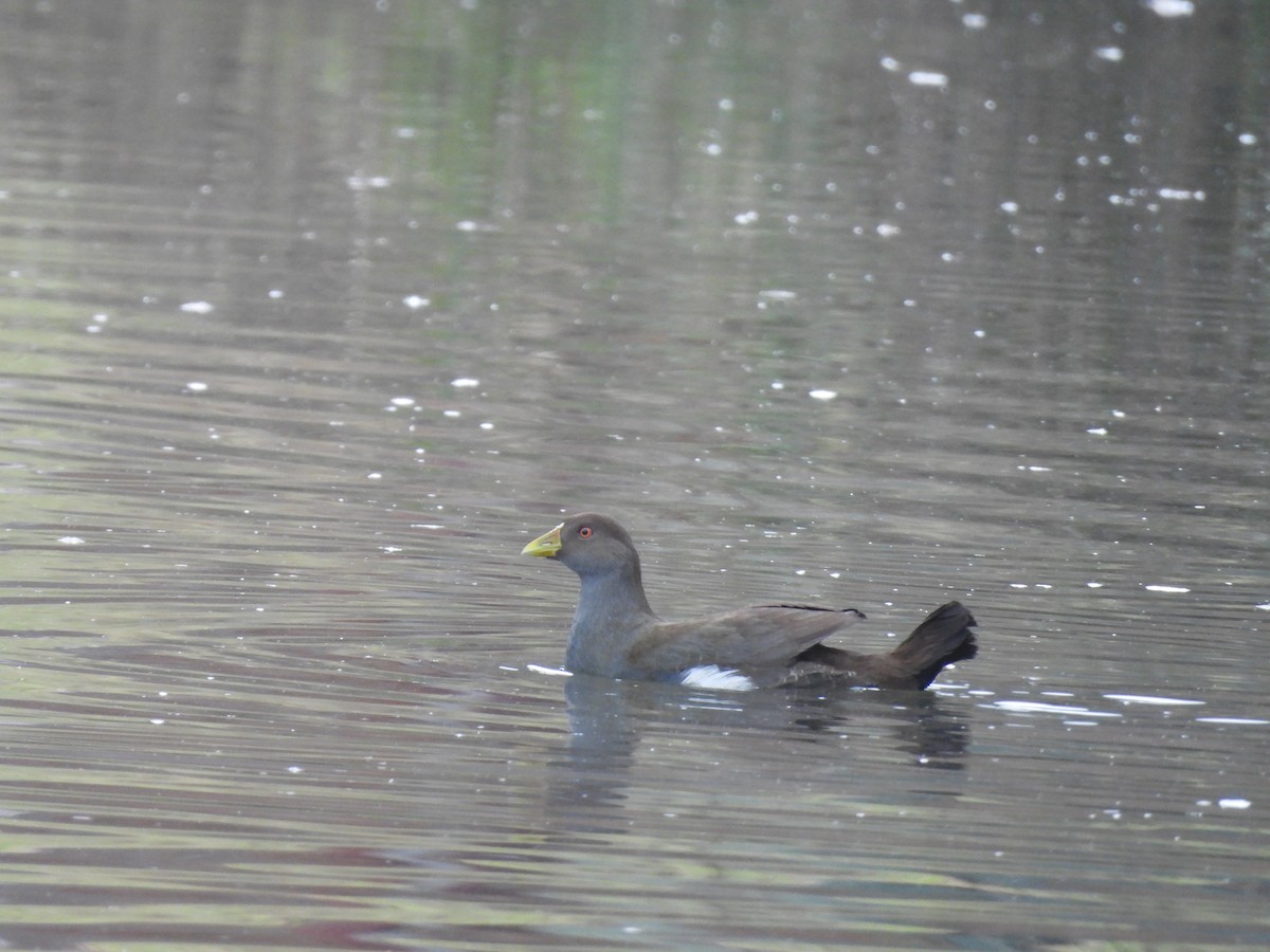 Tasmanian Nativehen - ML638553354