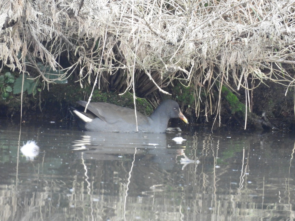 Dusky Moorhen - ML638553357