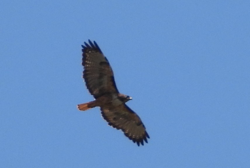Red-tailed Hawk - ML638553359