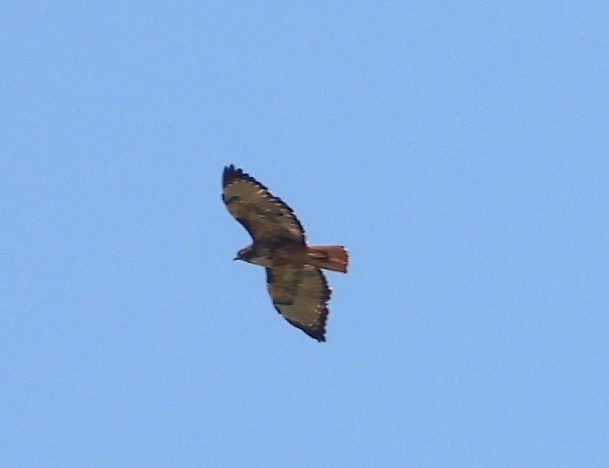 Red-tailed Hawk - ML638553360