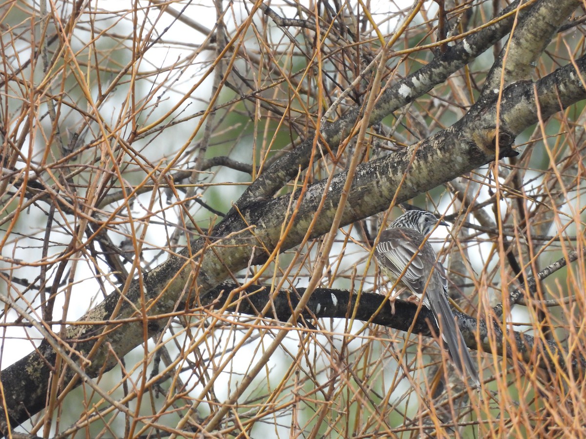 Yellow Wattlebird - ML638553366