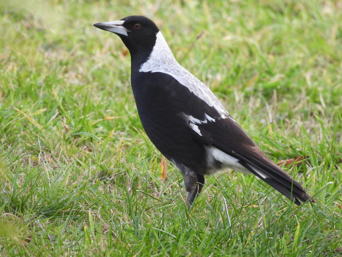 Australian Magpie - ML638553368