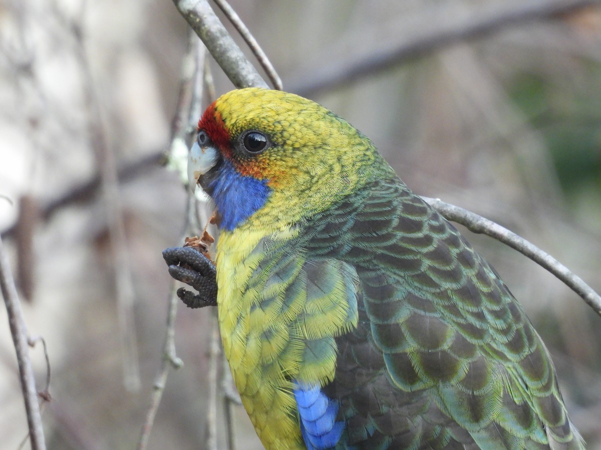 アカビタイキクサインコ - ML638553371