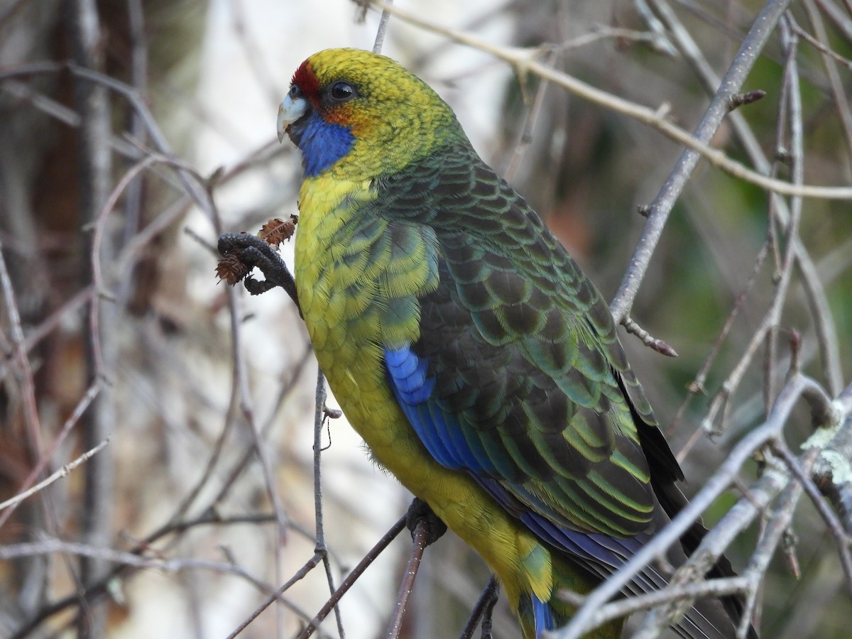 アカビタイキクサインコ - ML638553372