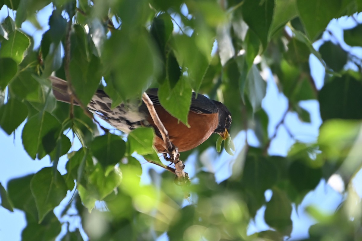 American Robin - ML638553374