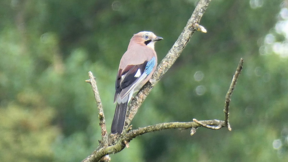 Eurasian Jay - ML638553431