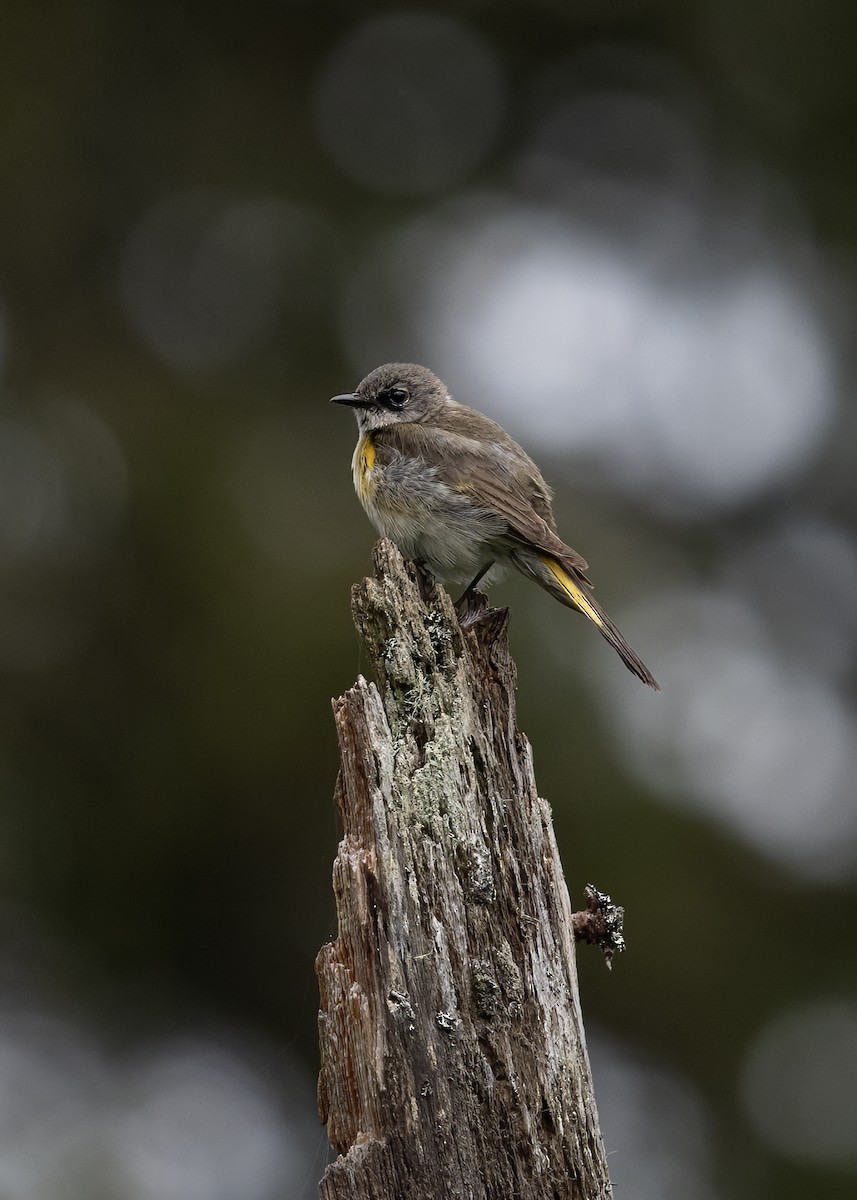 American Redstart - ML638553432