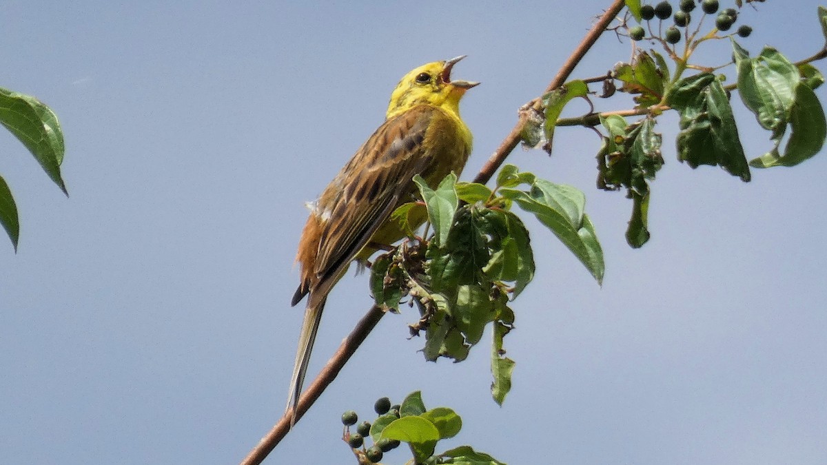 Yellowhammer - ML638553435