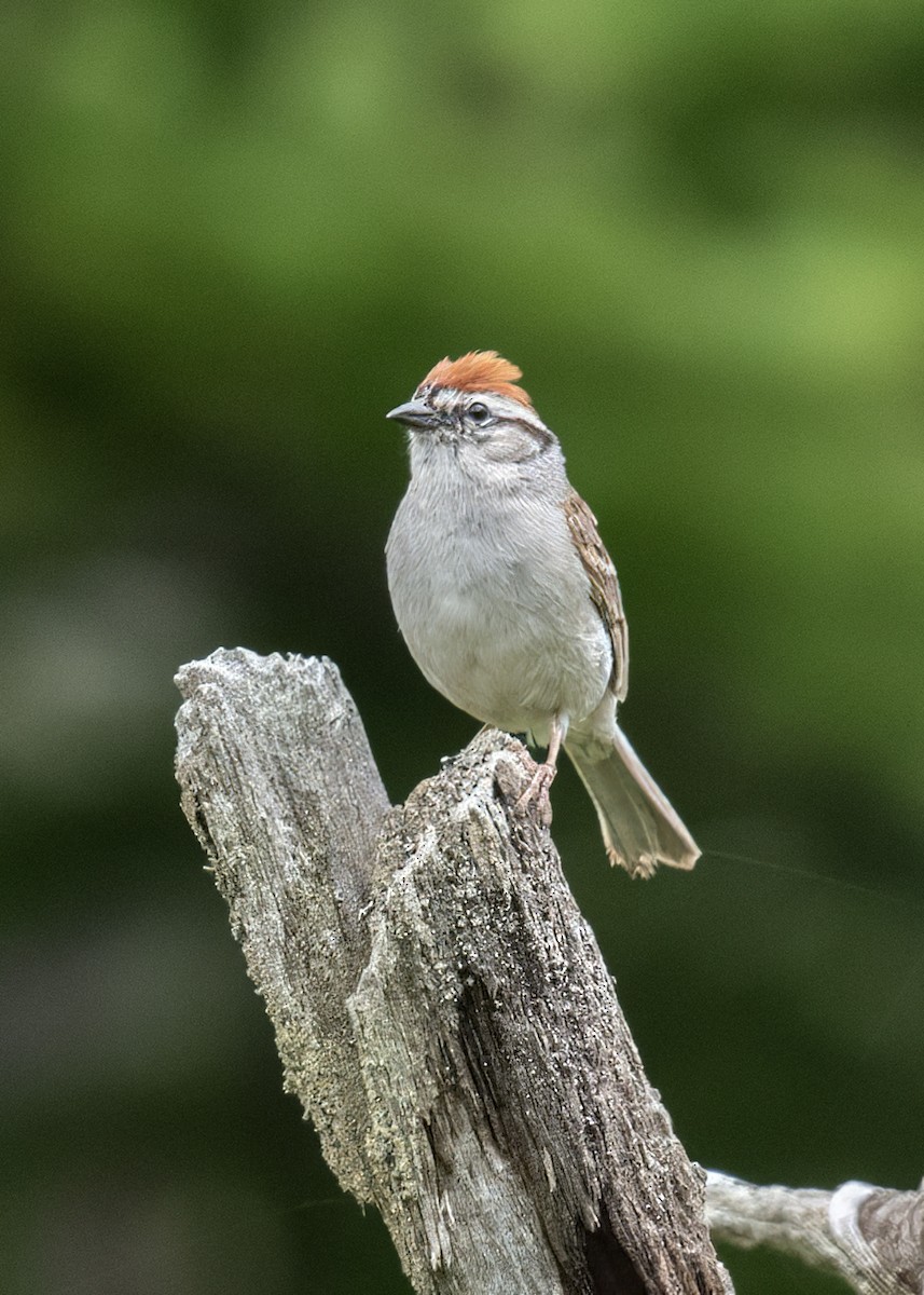 Chipping Sparrow - ML638553460