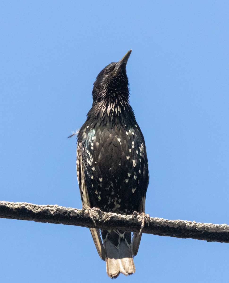 European Starling - ML638553462