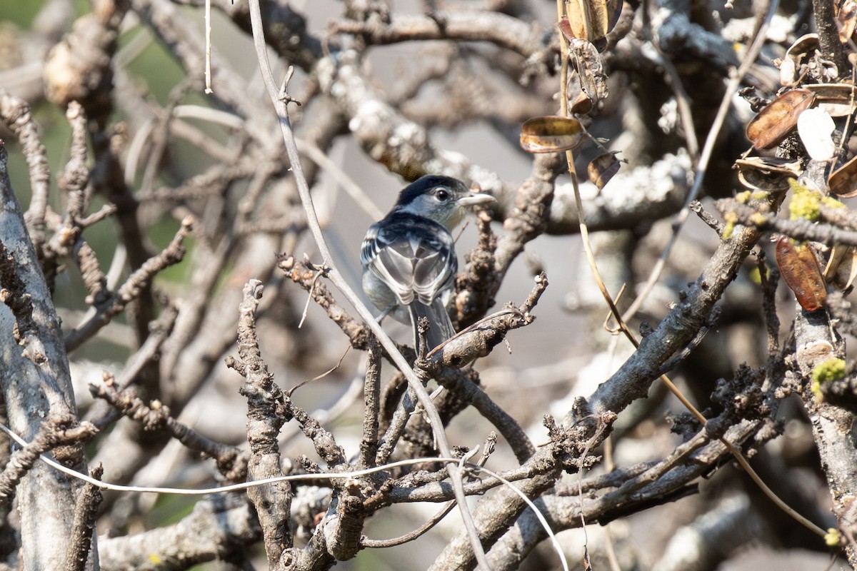 Black-backed Puffback - ML638553478