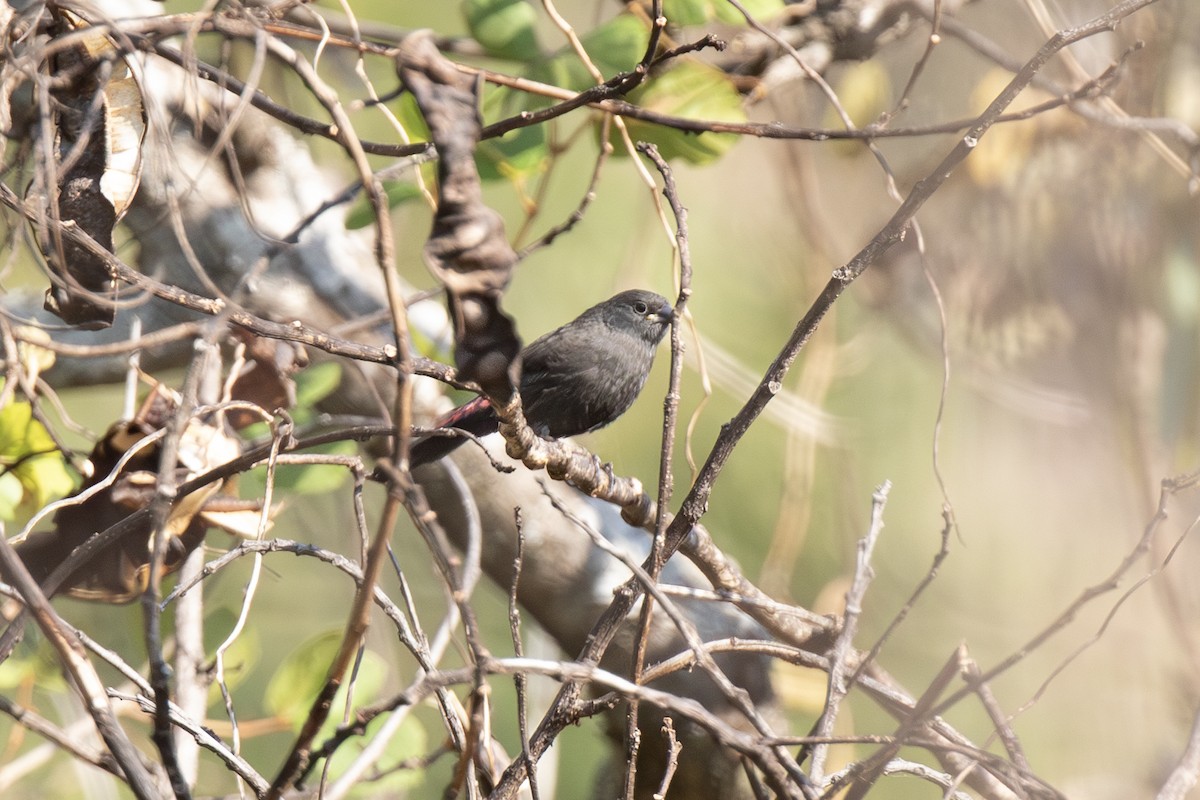 Dusky Twinspot - ML638553529