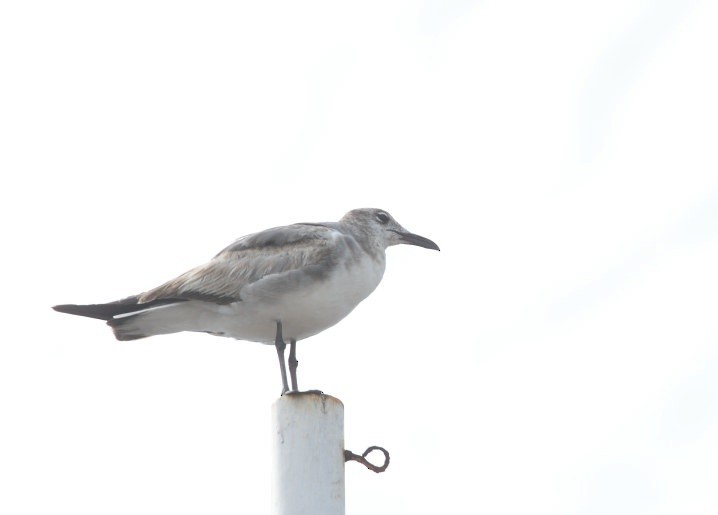 Laughing Gull - ML638553530