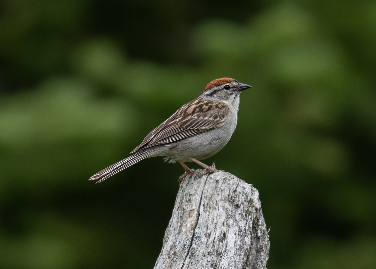 Chipping Sparrow - ML638553539