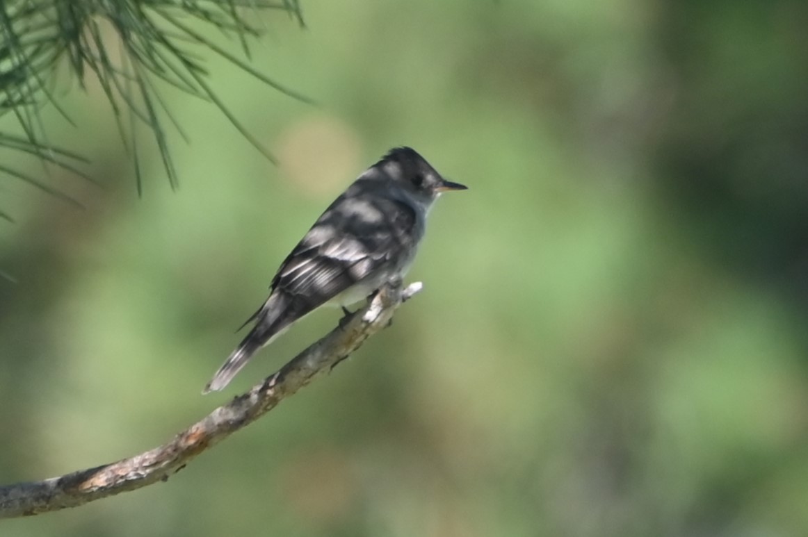 Western Wood-Pewee - ML638553556