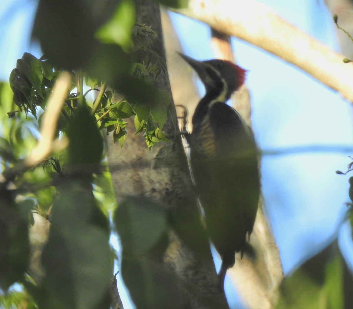 Lineated Woodpecker - ML638553580