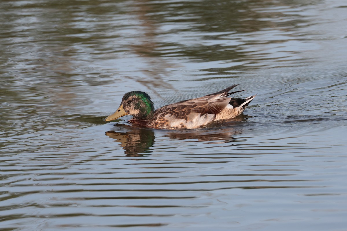 Mallard - ML638553650