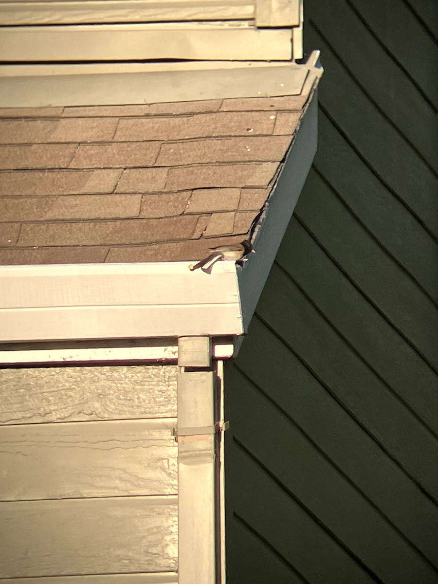 Dark-eyed Junco (Oregon) - ML638553655
