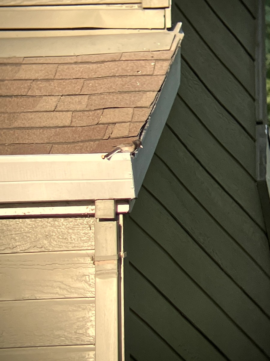Dark-eyed Junco (Oregon) - ML638553657