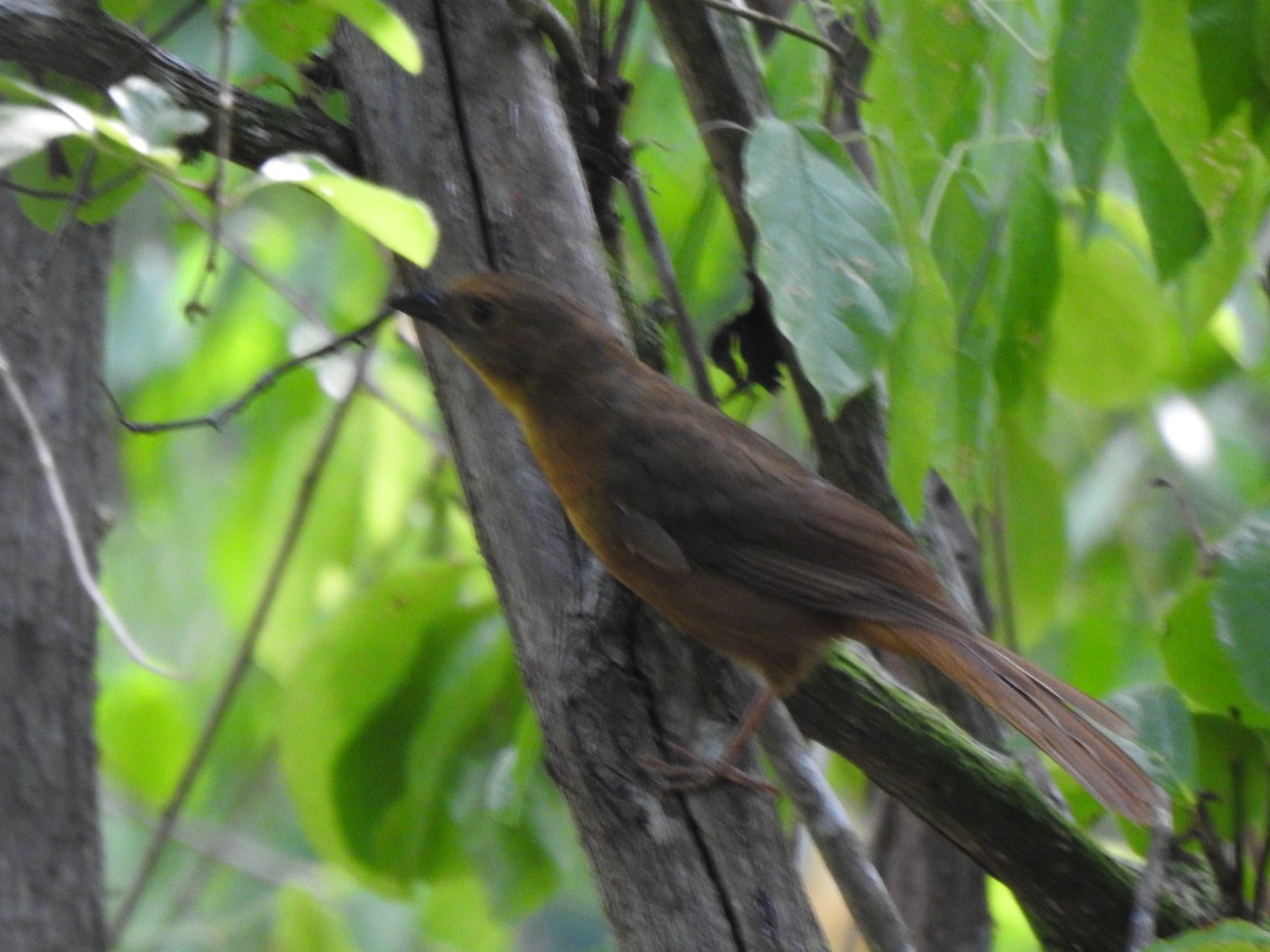 Red-throated Ant-Tanager - ML638553660