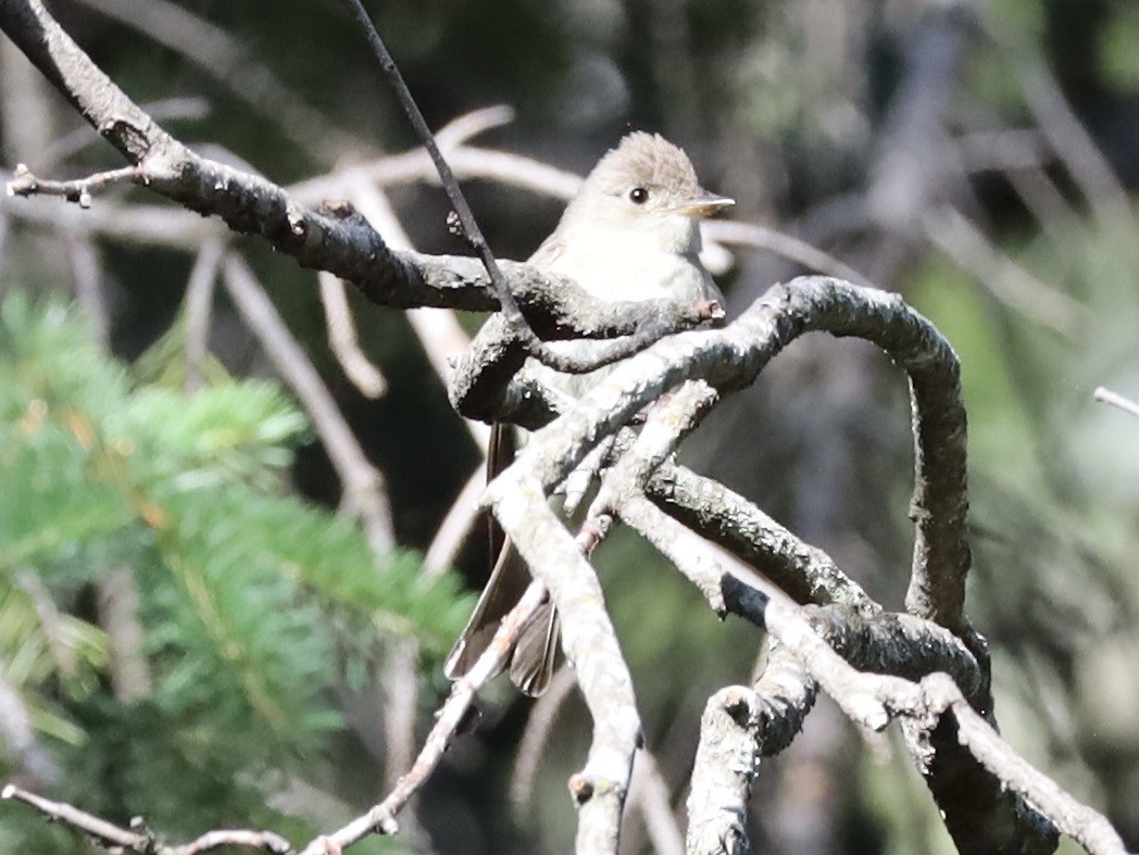 Western Flycatcher (Cordilleran) - ML638553664