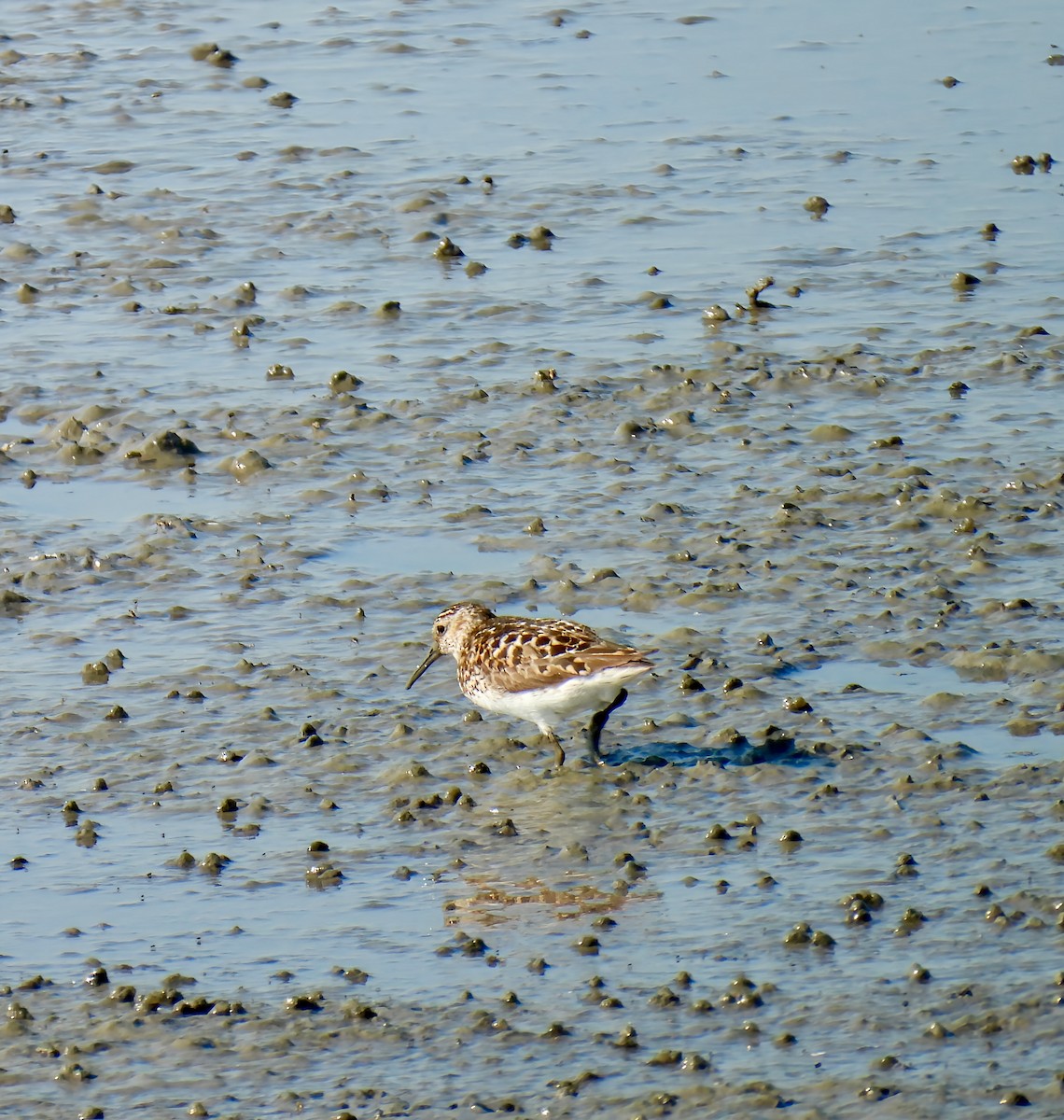 Least Sandpiper - ML638553665