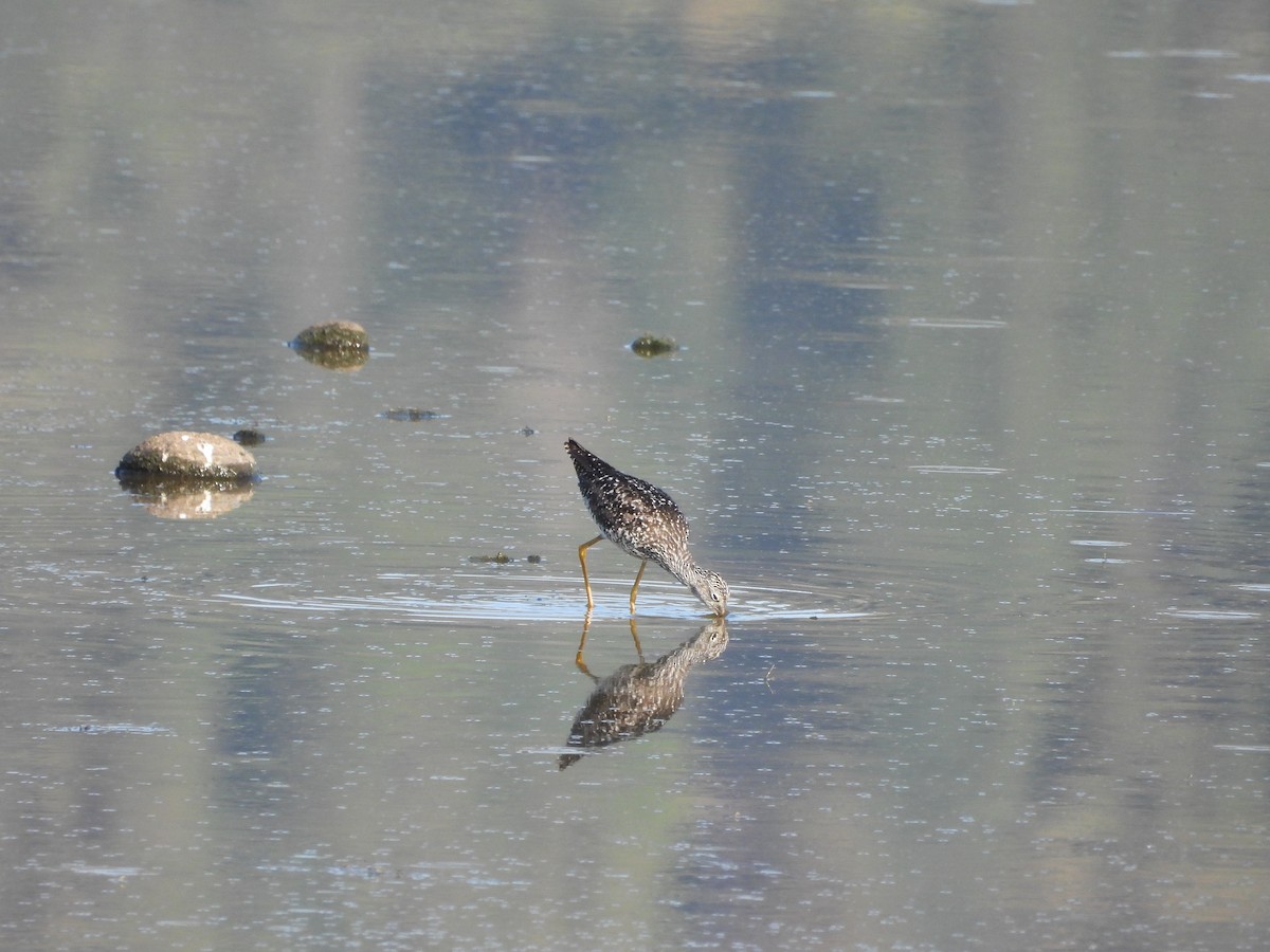 Greater Yellowlegs - ML638553669