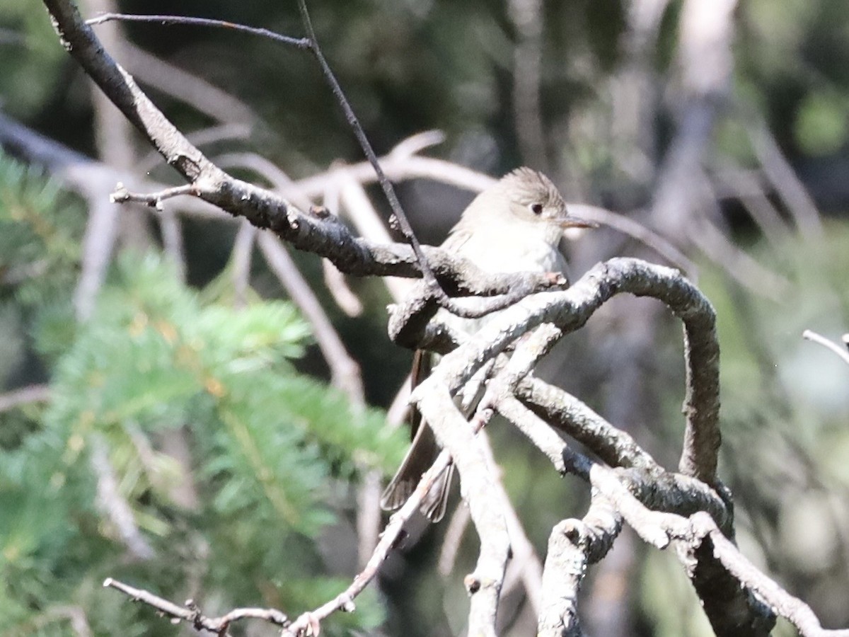 Western Flycatcher (Cordilleran) - ML638553676
