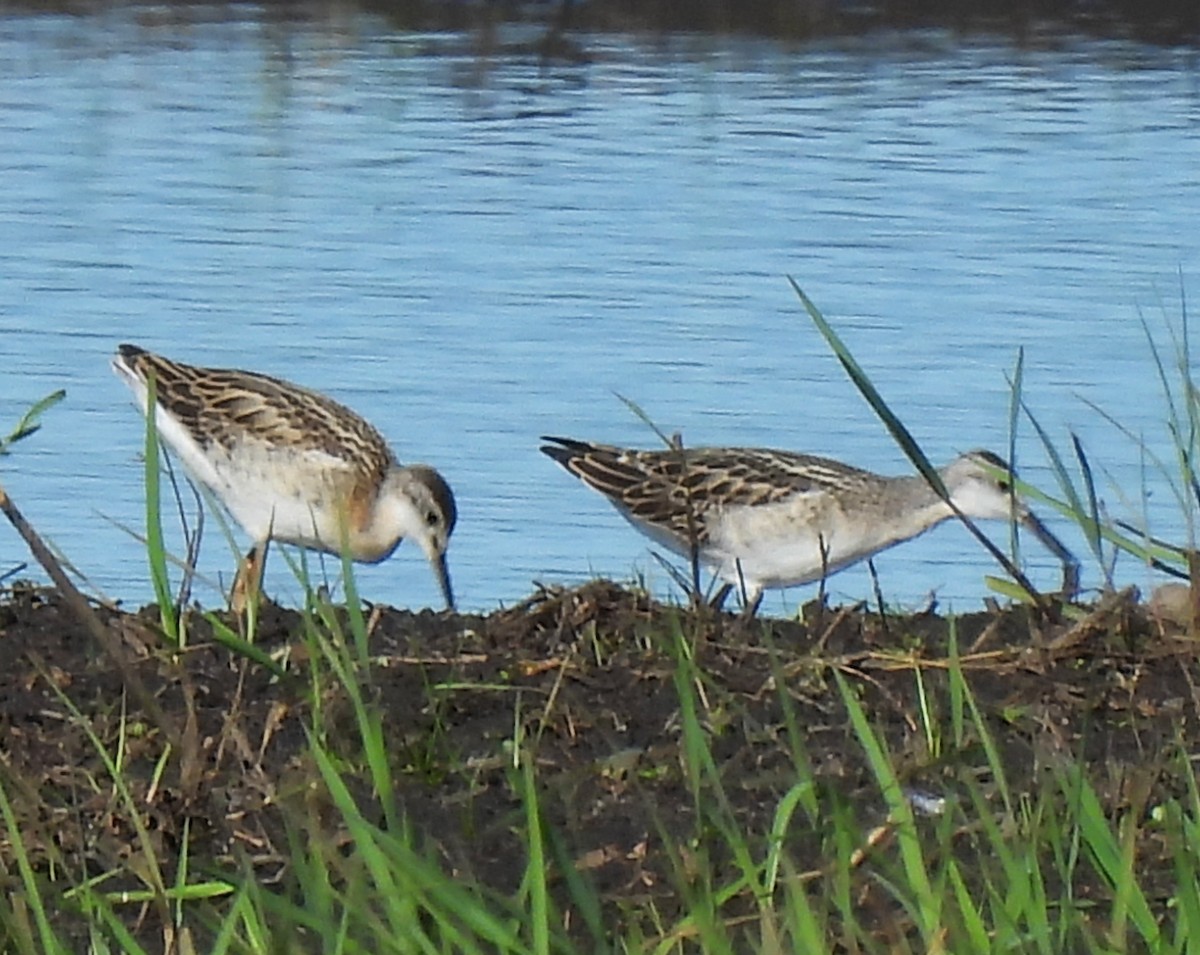 Wilson's Phalarope - ML638553683