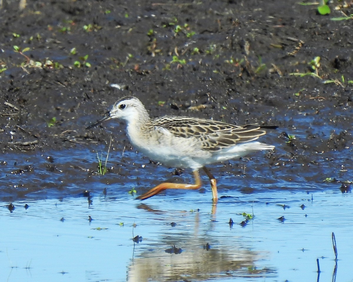 Wilson's Phalarope - ML638553684