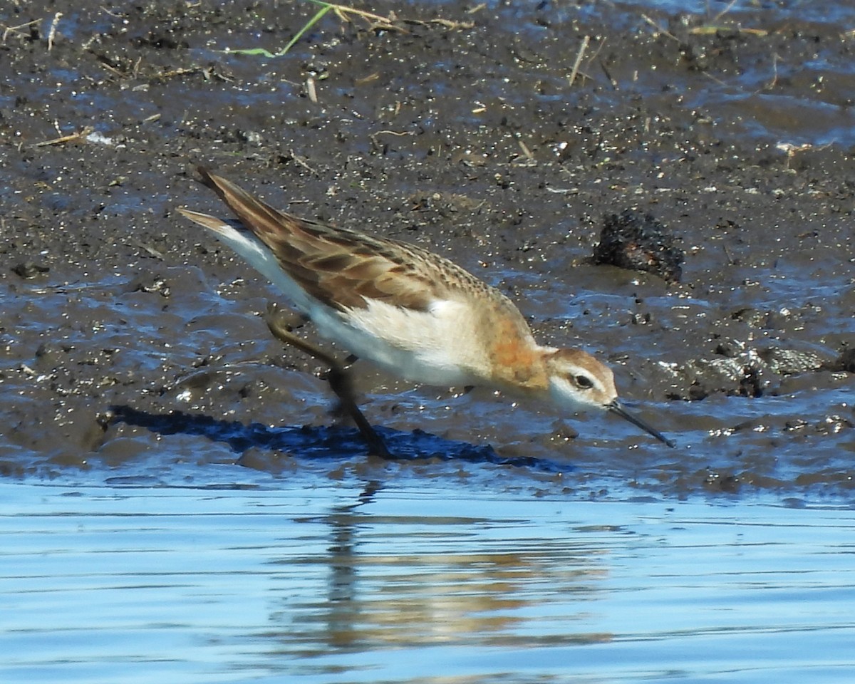 Wilson's Phalarope - ML638553685