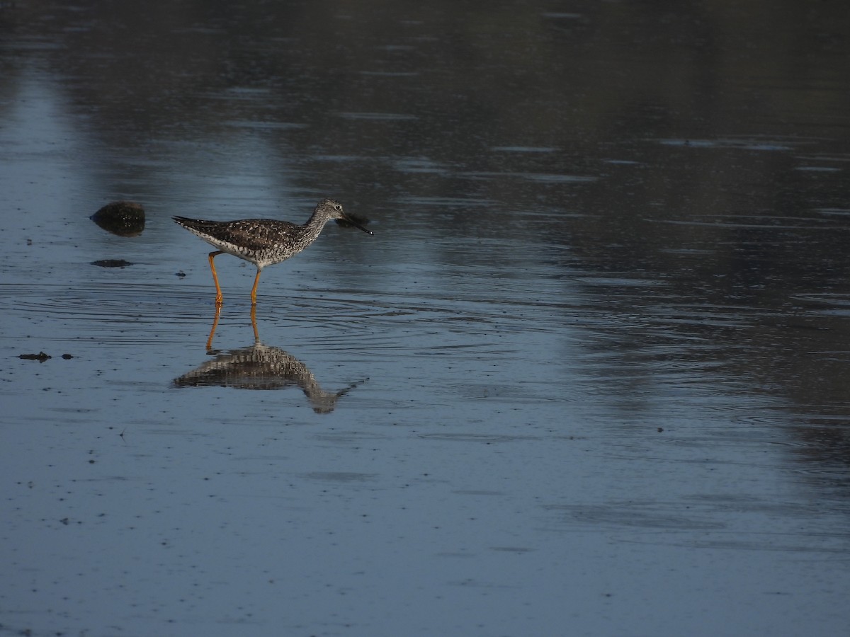 Greater Yellowlegs - ML638553691