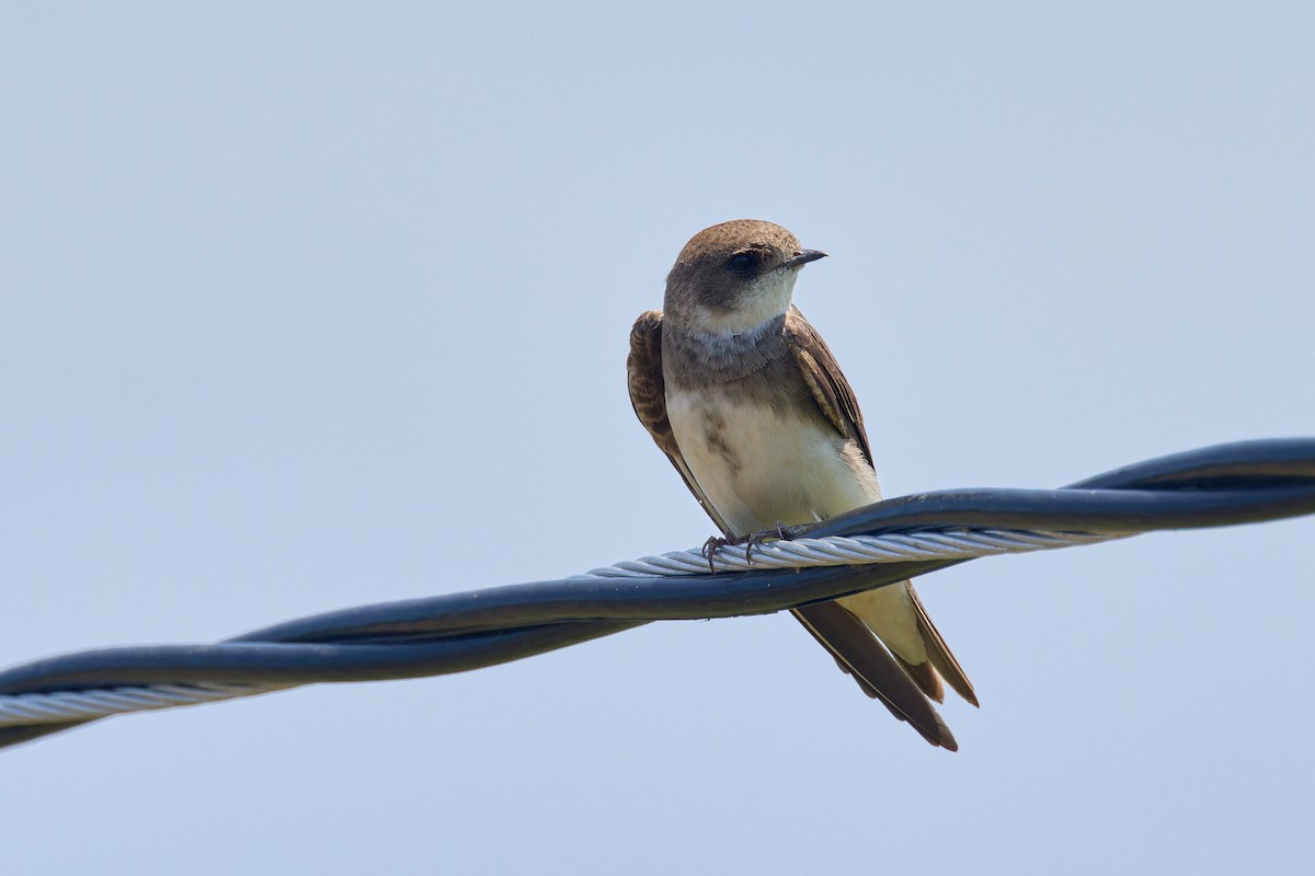 Bank Swallow - ML638553692