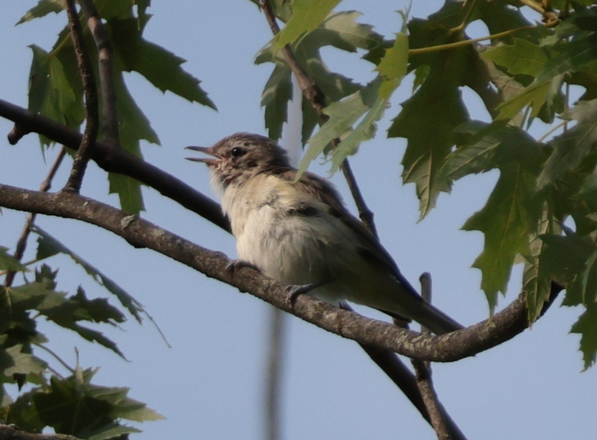 Warbling Vireo - ML638553734