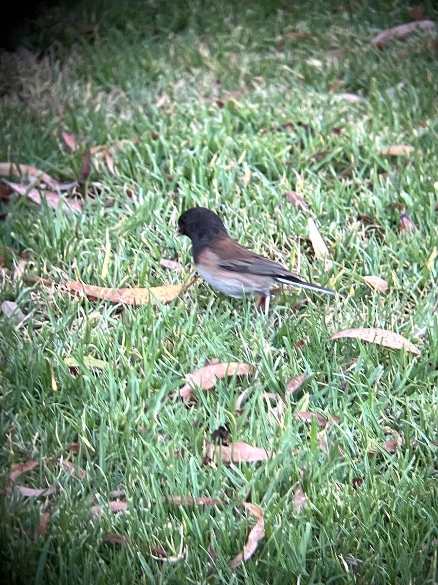 Dark-eyed Junco (Oregon) - ML638553735