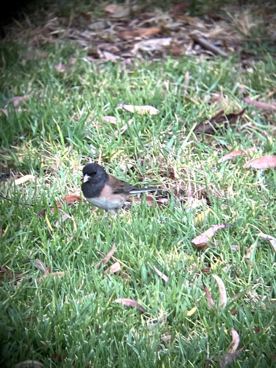 Dark-eyed Junco (Oregon) - ML638553737