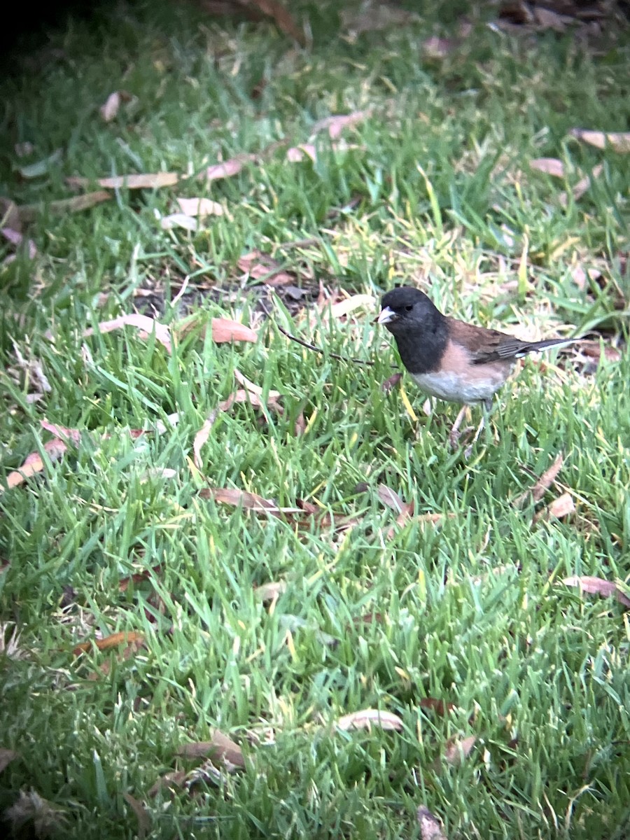 Dark-eyed Junco (Oregon) - ML638553738