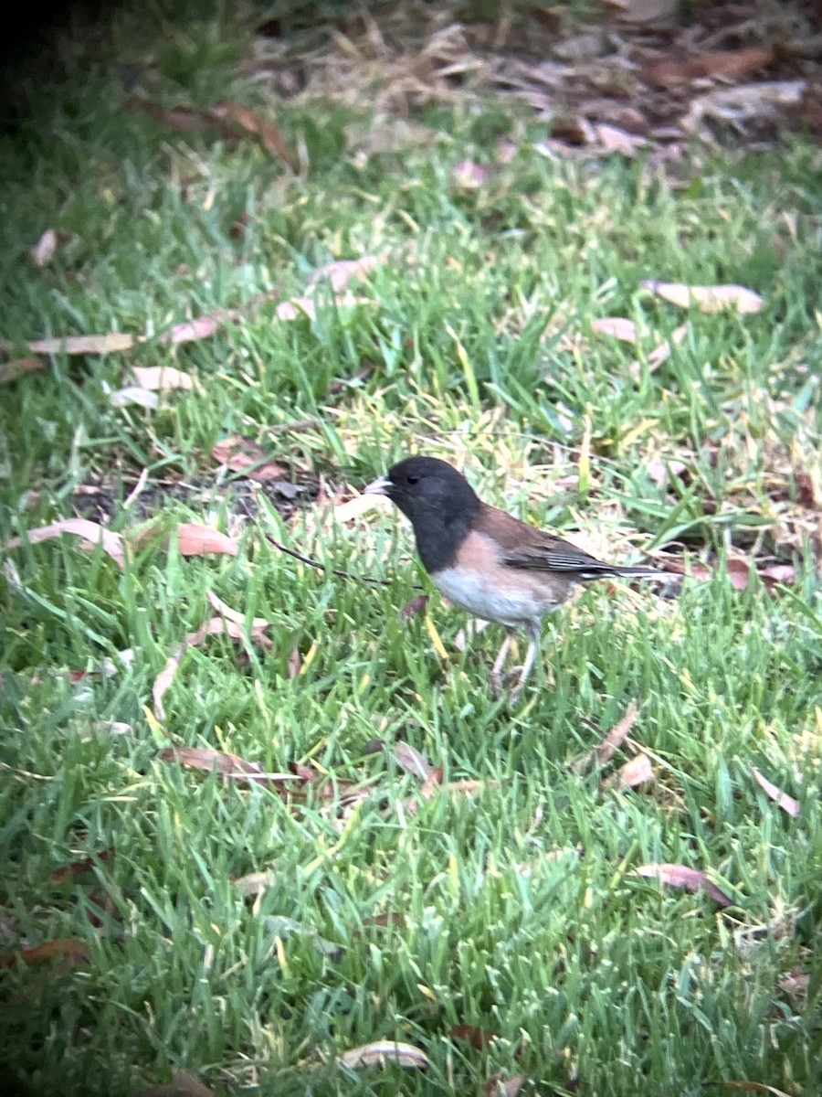 Dark-eyed Junco (Oregon) - ML638553739