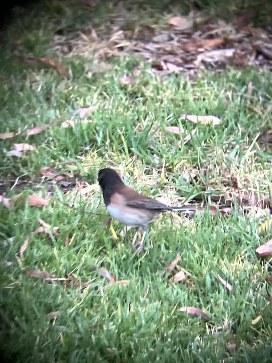 Dark-eyed Junco (Oregon) - ML638553740