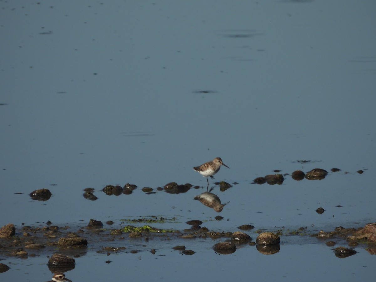 Least Sandpiper - ML638553766