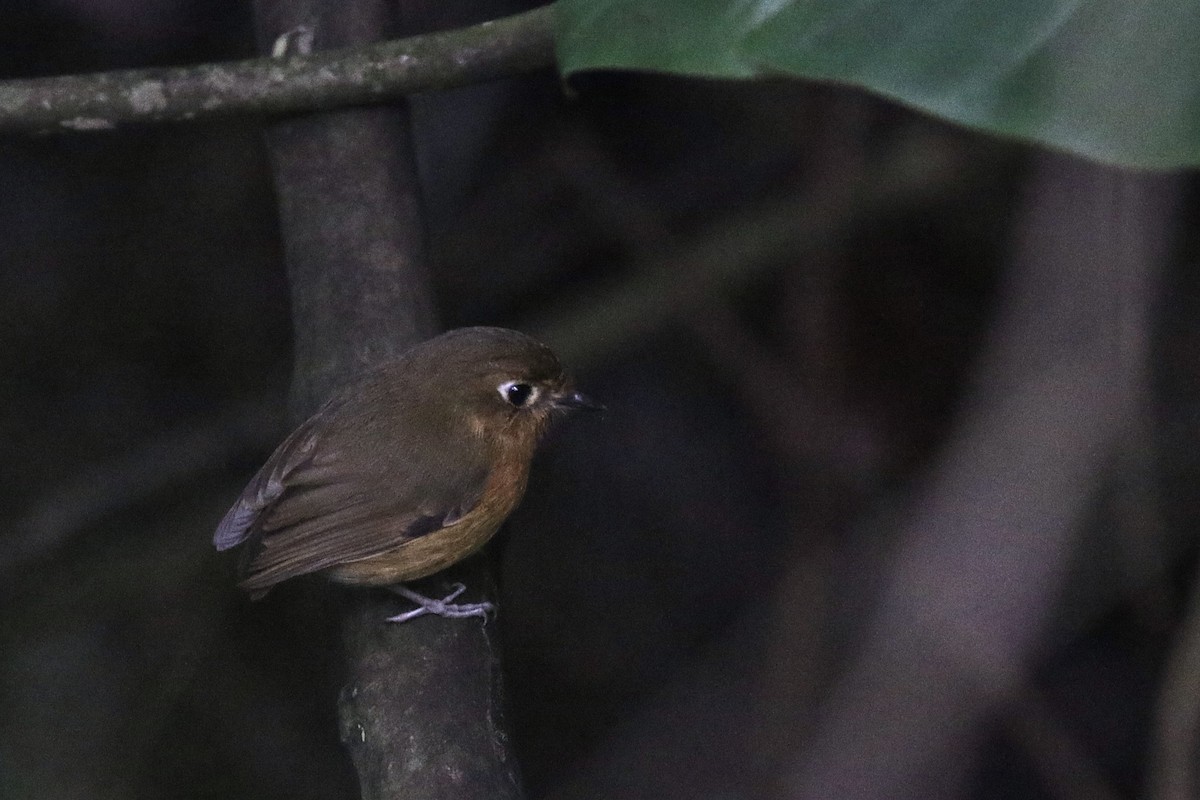 Rusty-breasted Antpitta - ML638553779