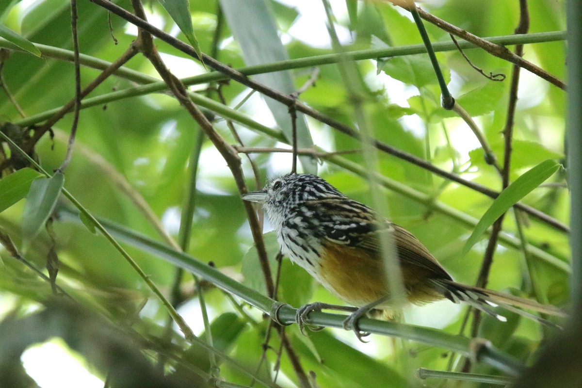 Tiluchí de Santa Marta - ML638553780