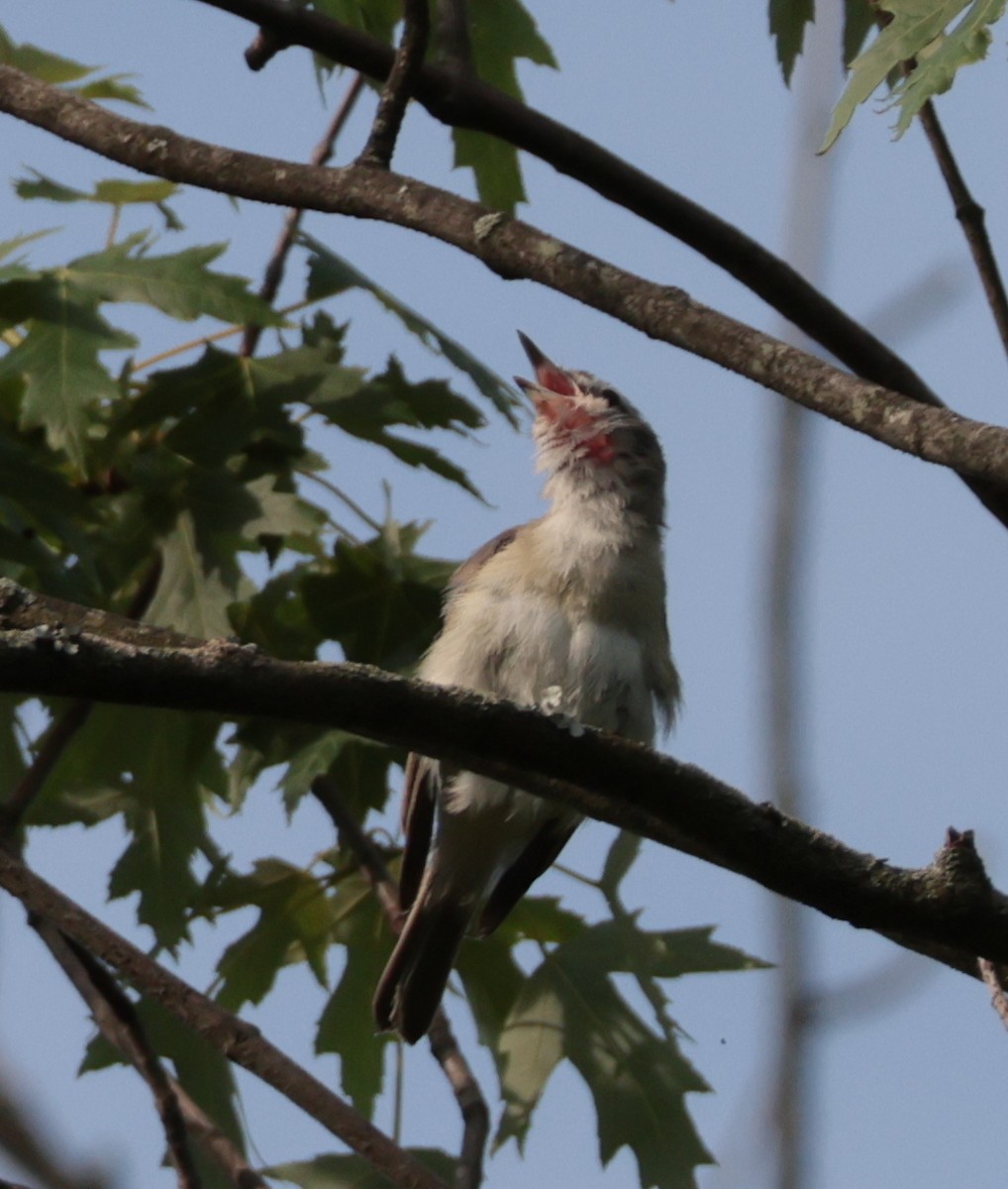 Warbling Vireo - ML638553781