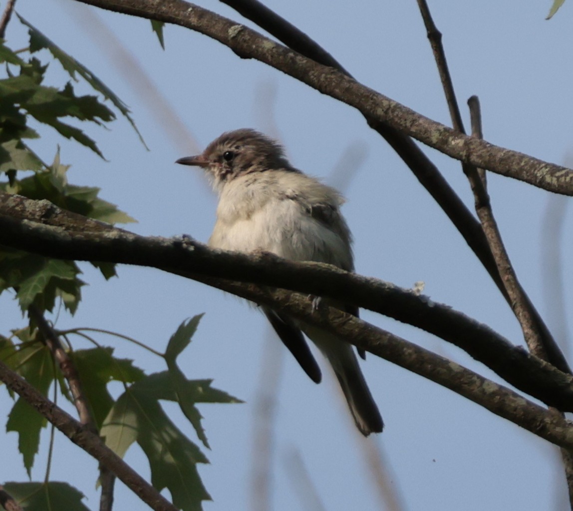 Warbling Vireo - ML638553790