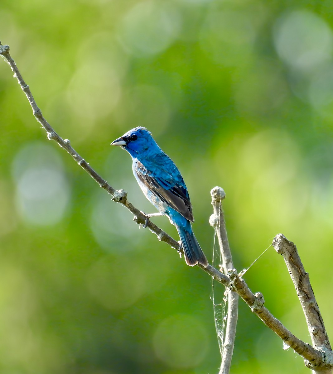 Indigo Bunting - ML638553796