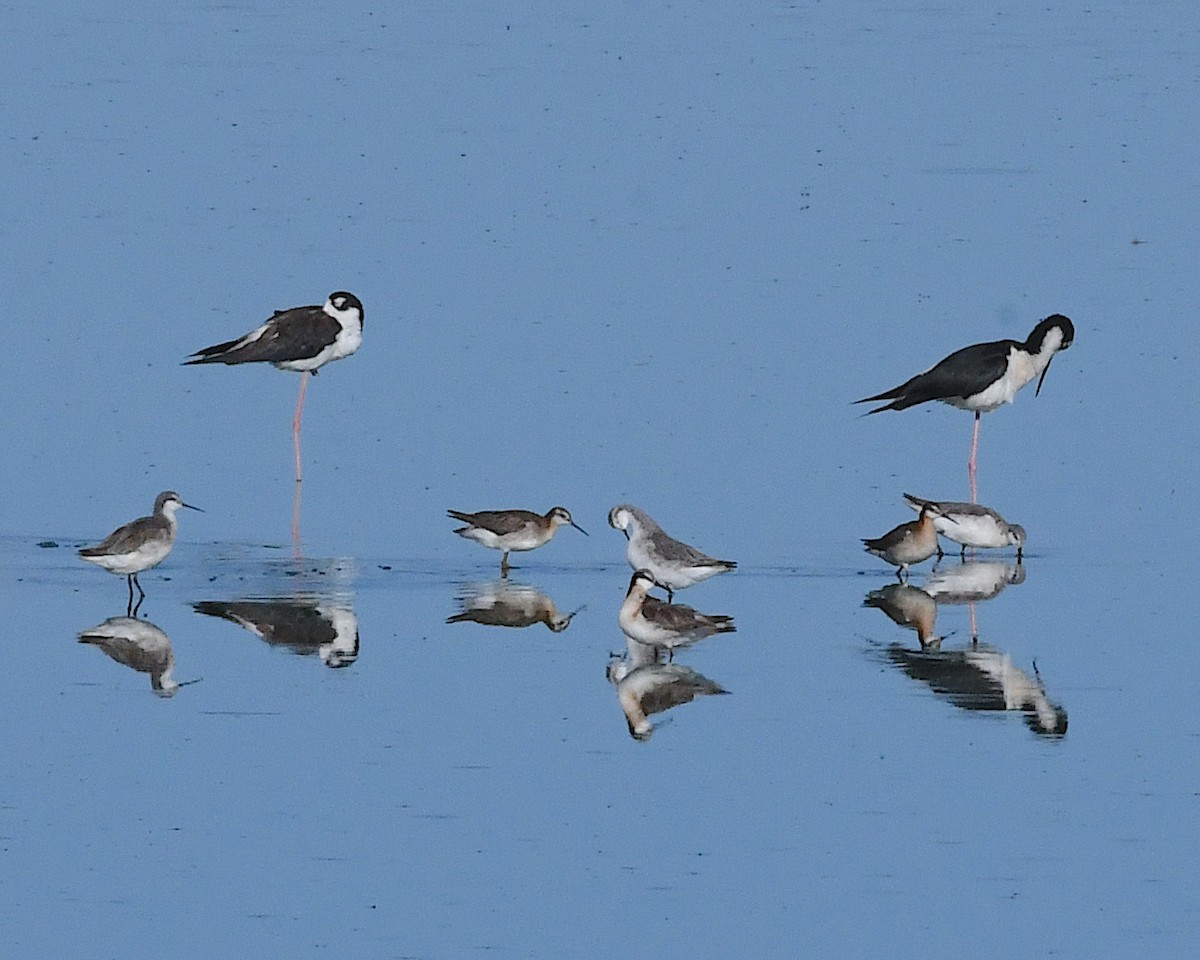Wilson's Phalarope - ML638553824