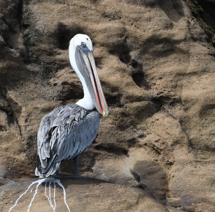 Бурый пеликан - ML638553829