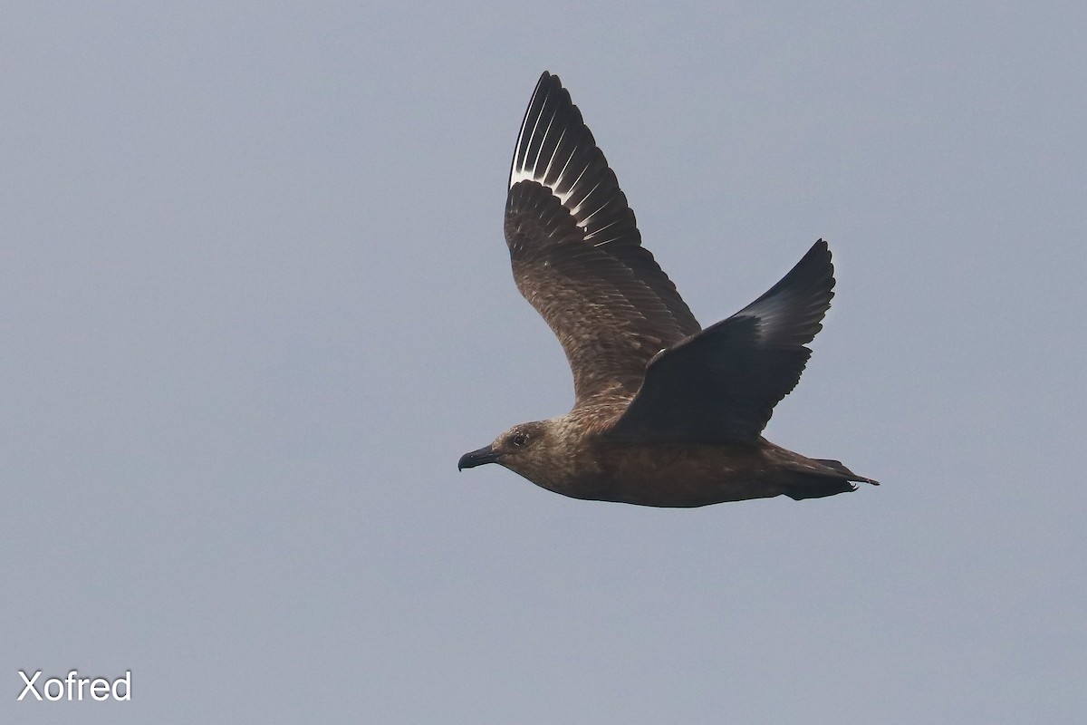 Great Skua - ML638553831