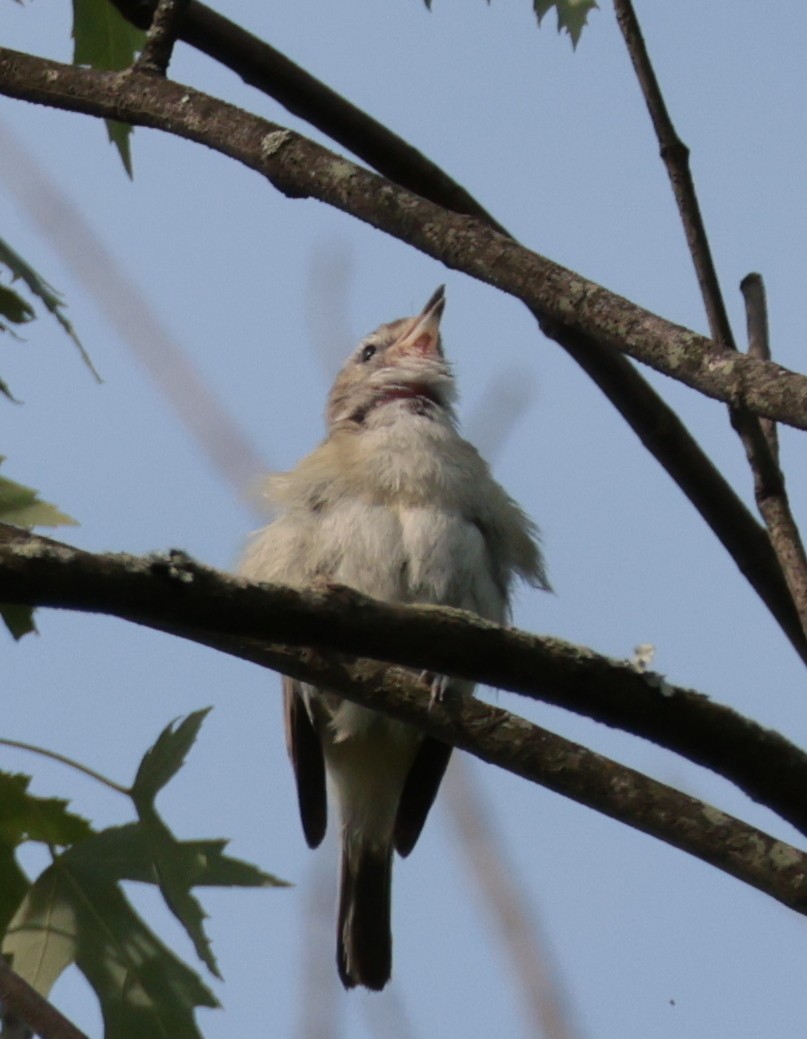 Warbling Vireo - ML638553832